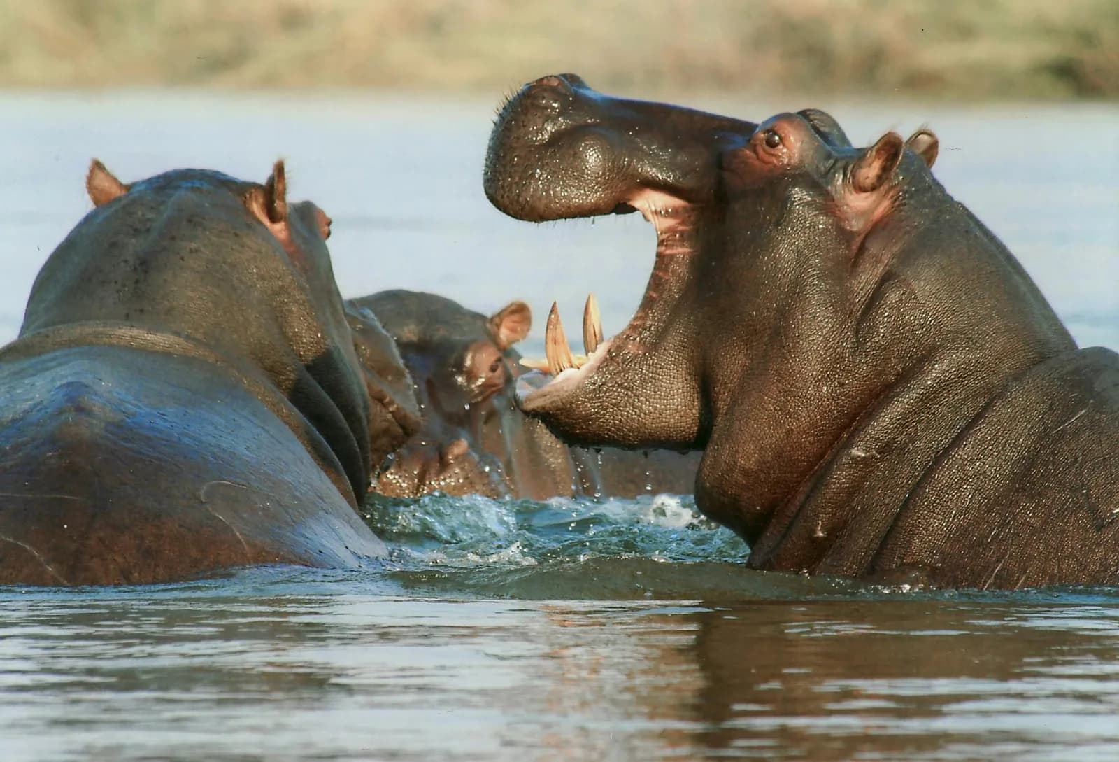 Suspected Poacher Killed by Hippo in Kruger