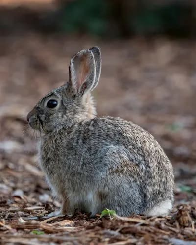 Red Alert: Rabbit Virus Spreads Across South Africa