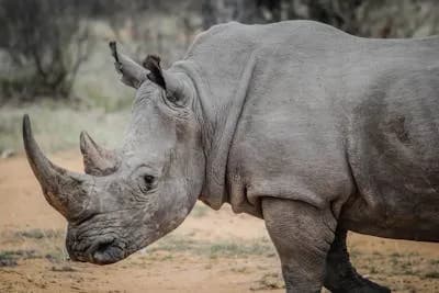 Rangers intercept suspected poachers in KNP