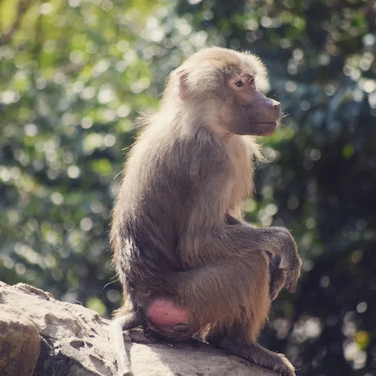 NSPCA Offers Reward for Baboon Killers