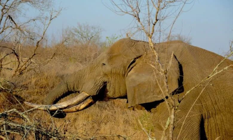 Stray Elephants Safely Returned to Mozambique