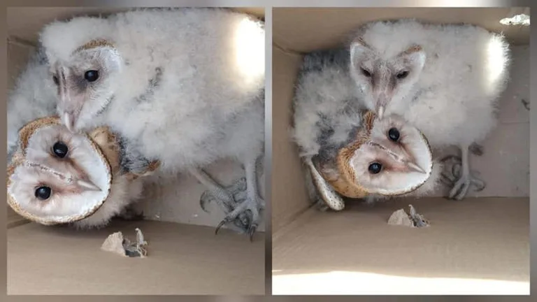 Man Arrested for Illegal Owl Trading