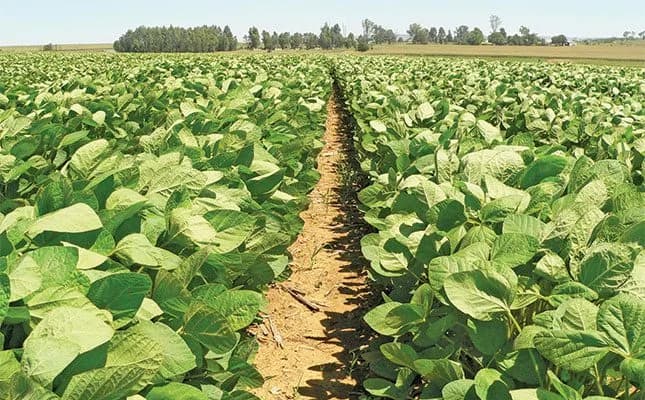 Mpumalanga Fresh Produce Market Faces Uncertainty