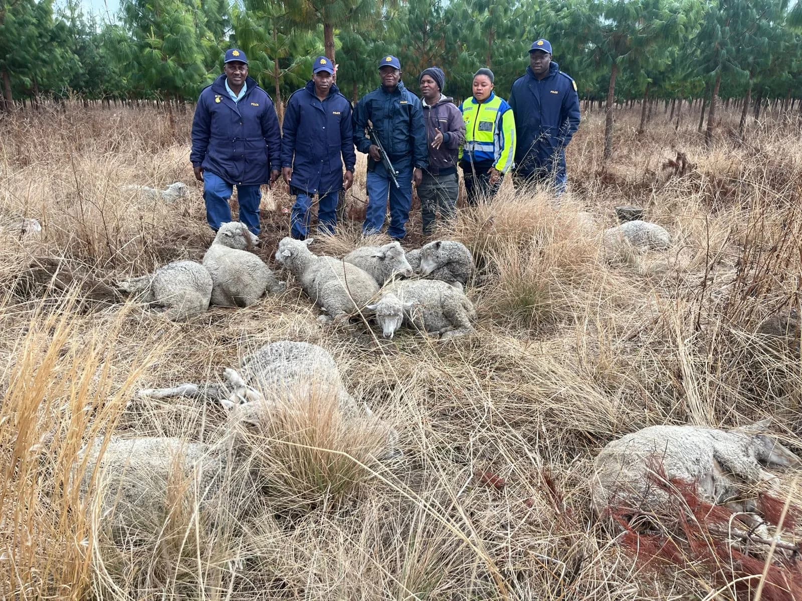 Police Recover 14 Sheep Near Chrissiesmeer