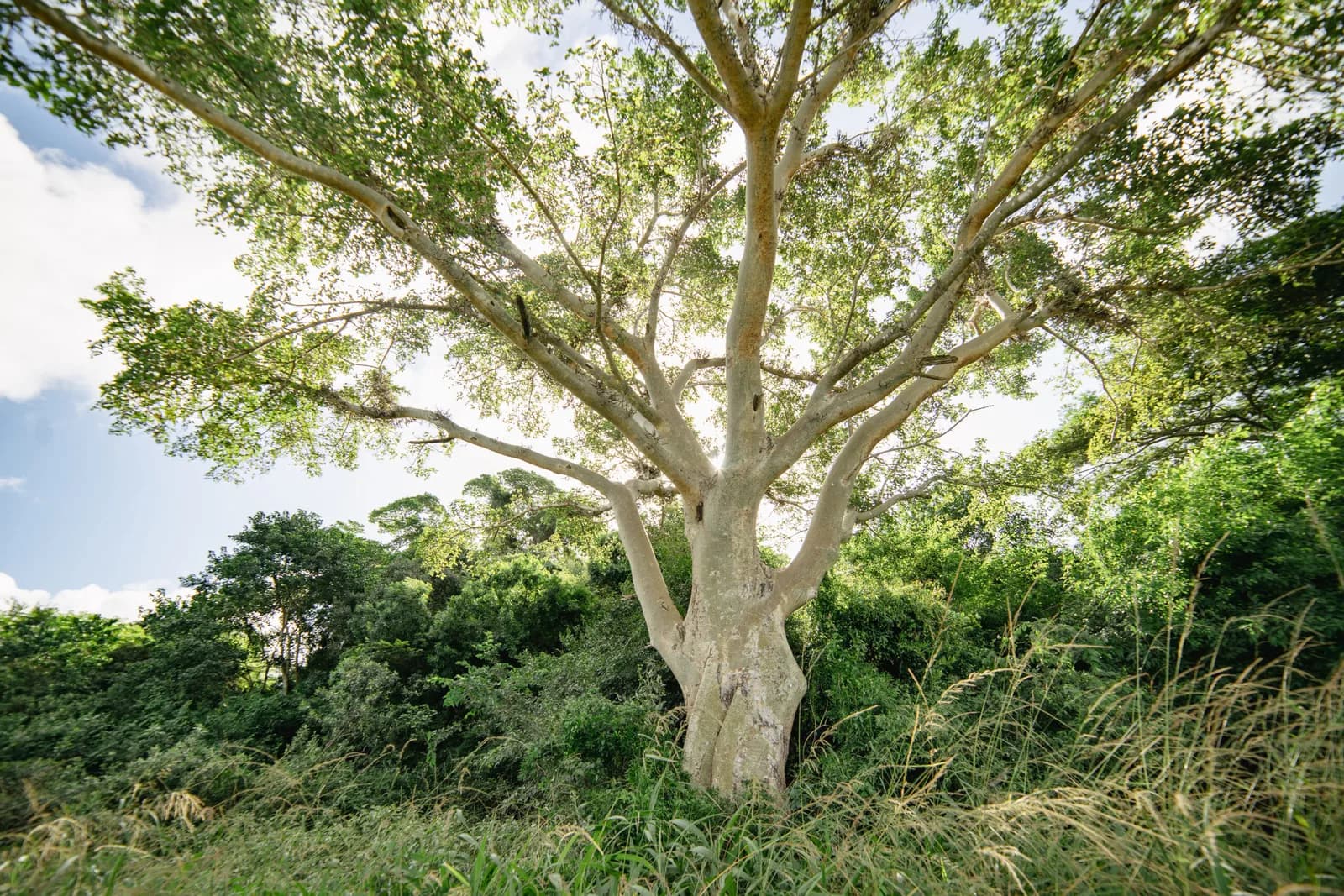 Planted Forests Safeguard South Africaâs Indigenous Trees