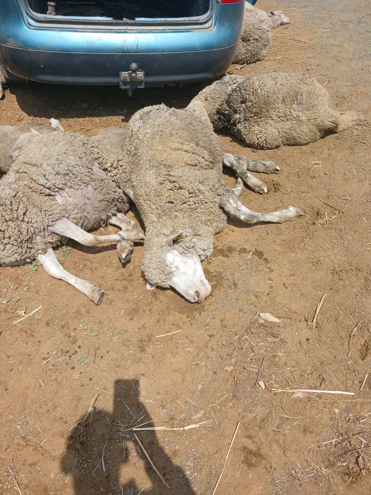 Two Major Stock Theft Cases Foiled