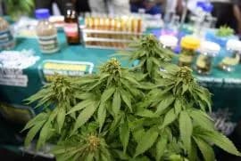 South Africa Grows Role in Cannabis Industry