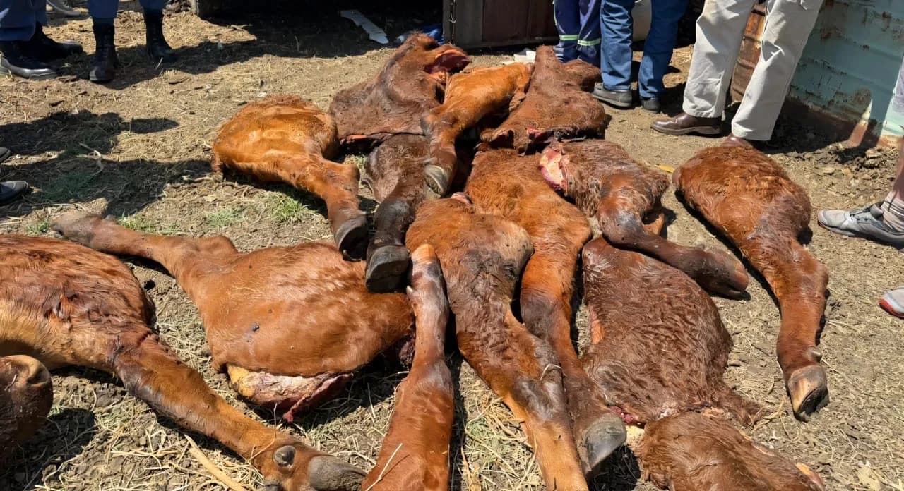 Five Arrested for Stock Theft