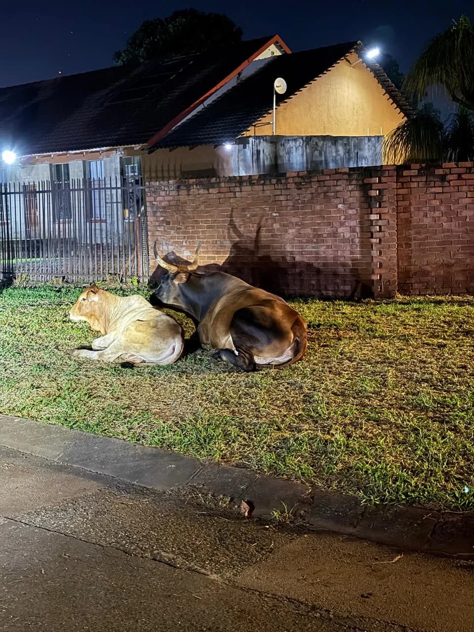 DA demands oversight over roaming cattle