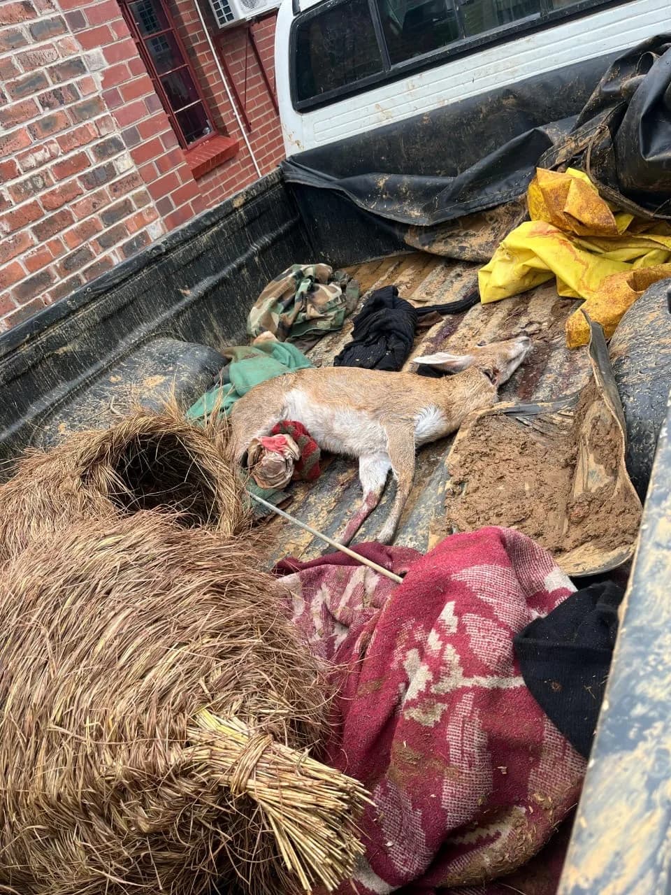 Badplaas Suspects Arrested for Stock Theft