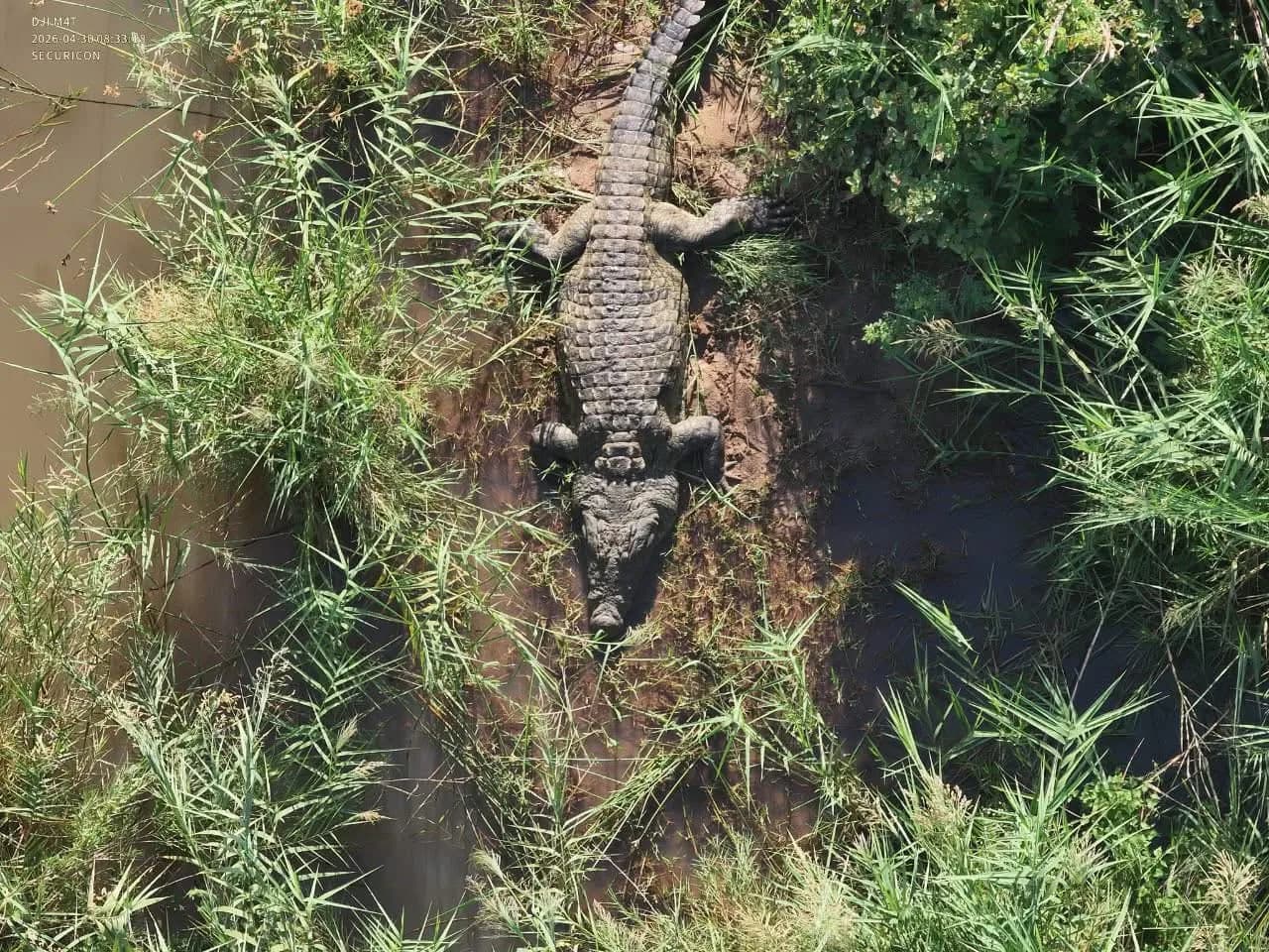 Human Remains found in crocodile gut
